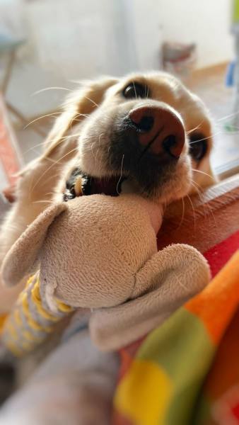 Imagen de El Toque Mágico Para Tu Amigo Peludo