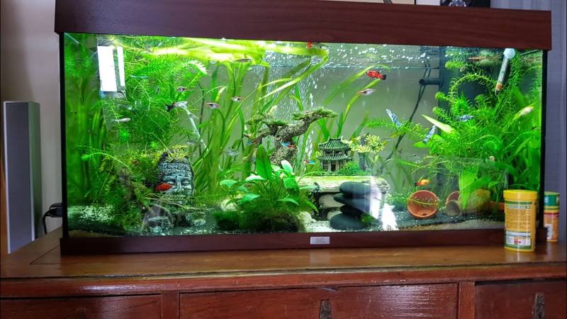 Imagen de Aquarium 200L complet poissons tropicaux